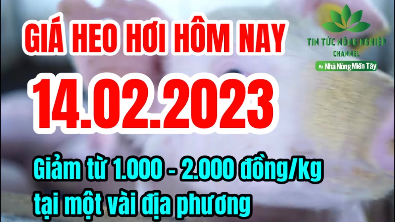 Vietnam live hog prices February 14, 2023