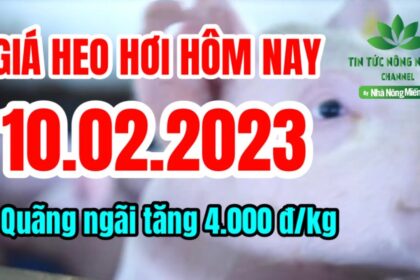 Vietnam live hog prices February 10, 2023