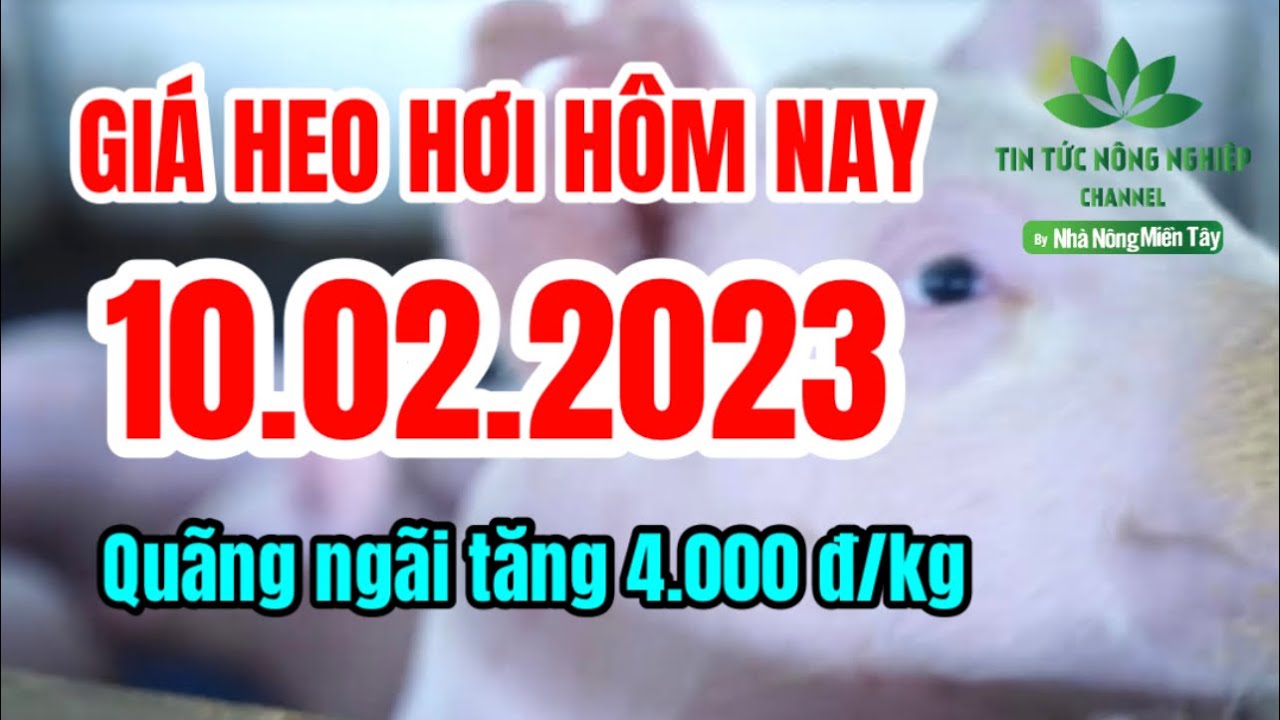 Vietnam live hog prices February 10, 2023
