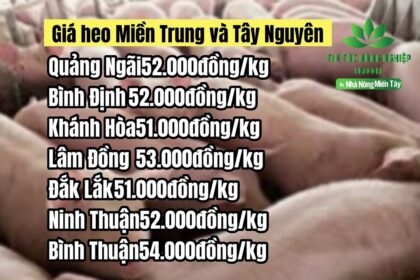 Vietnam live hog prices February 8, 2023