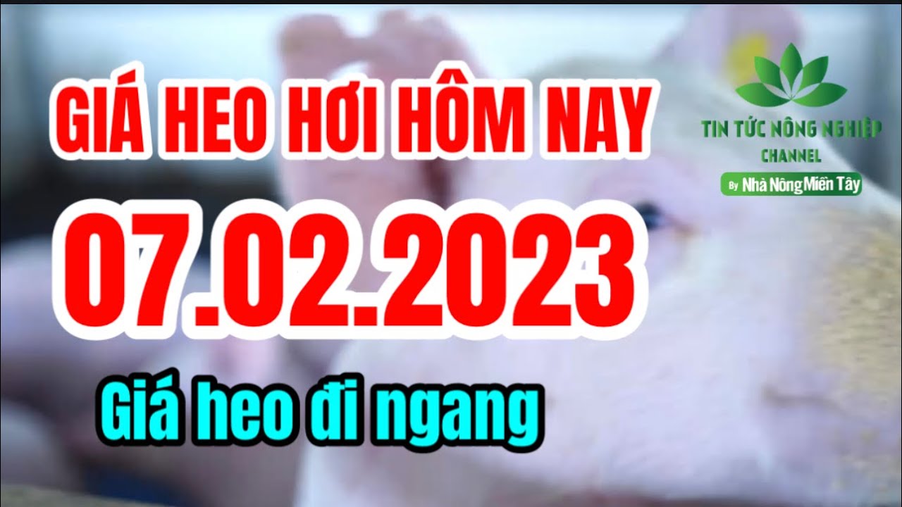 Vietnam live hog prices February 7, 2023
