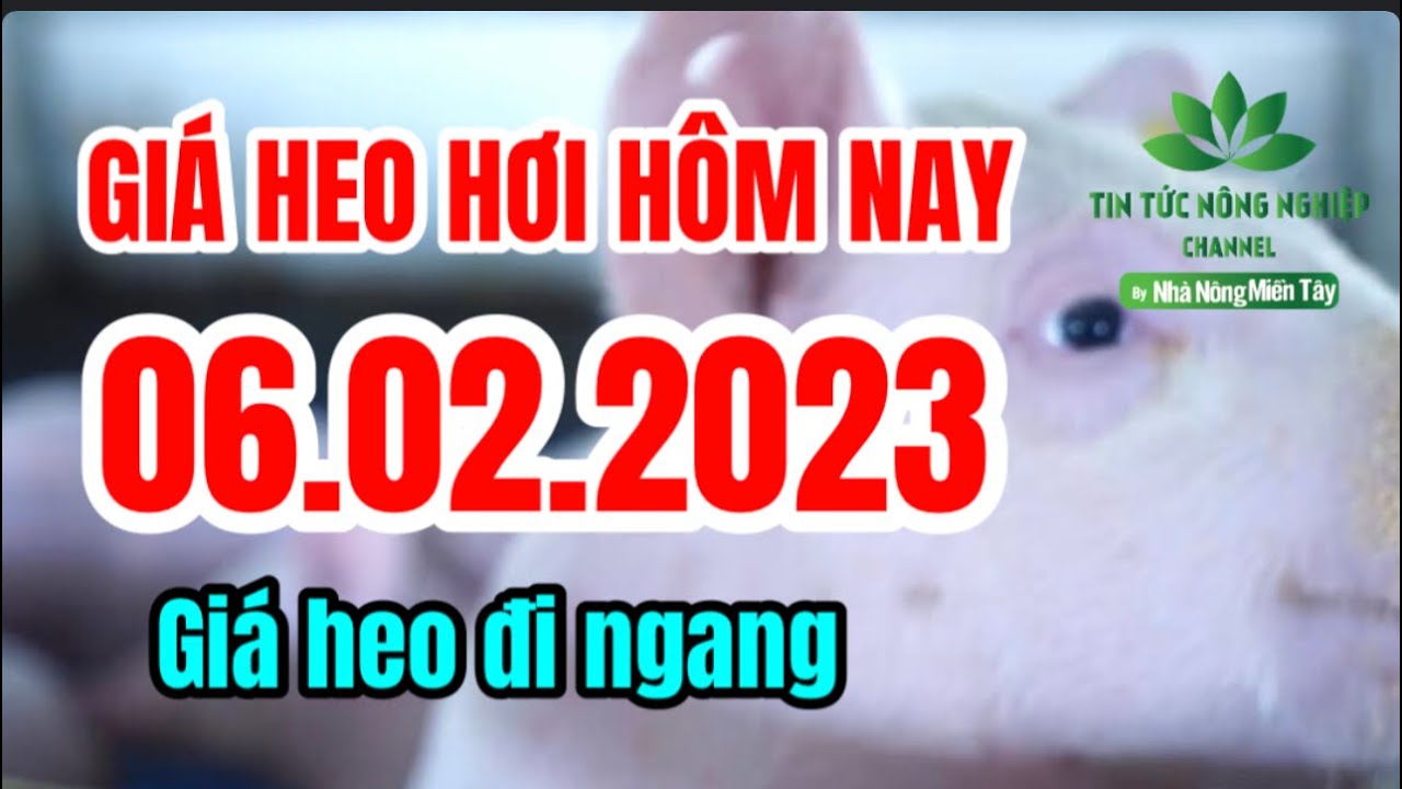 Vietnam live hog prices February 6, 2023