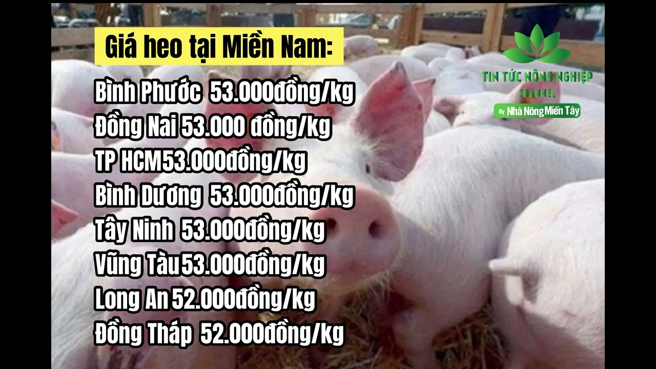 Vietnam live hog prices January 31, 2023