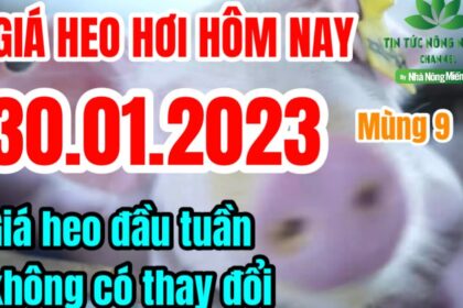Vietnam live hog prices January 30, 2023