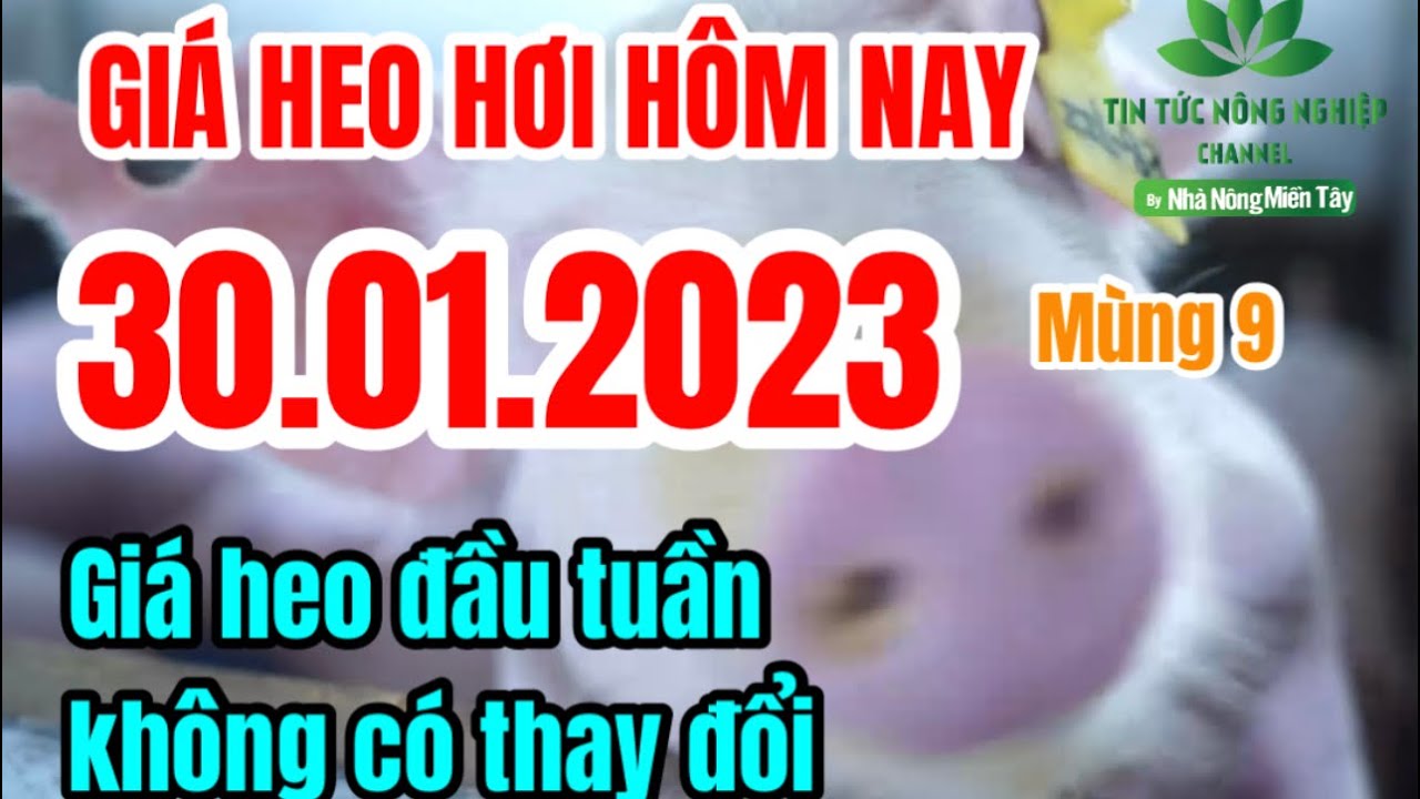 Vietnam live hog prices January 30, 2023