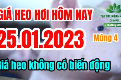 Vietnam live hog prices January 25, 2023