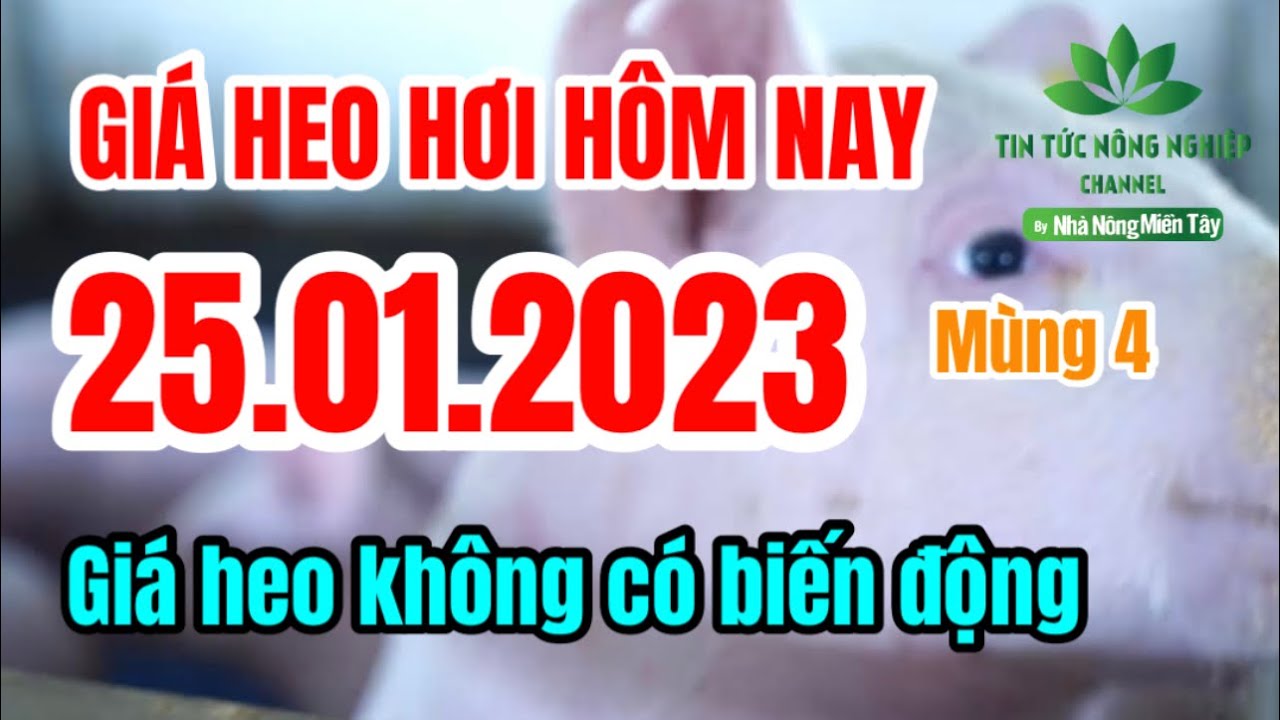 Vietnam live hog prices January 25, 2023