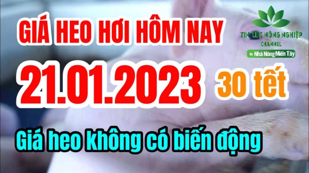 Vietnam live hog prices January 21, 2023
