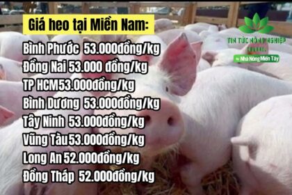 Vietnam live hog prices January 20, 2023