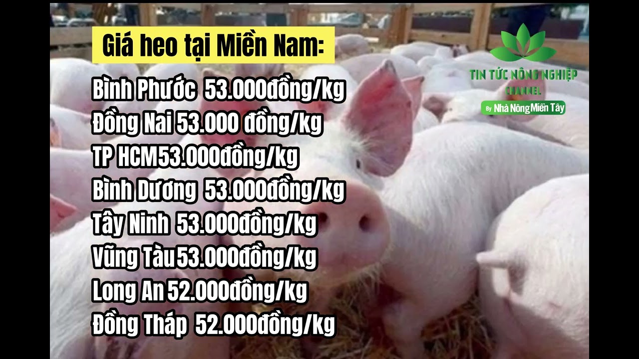 Vietnam live hog prices January 20, 2023