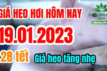 Vietnam live hog prices January 19, 2023