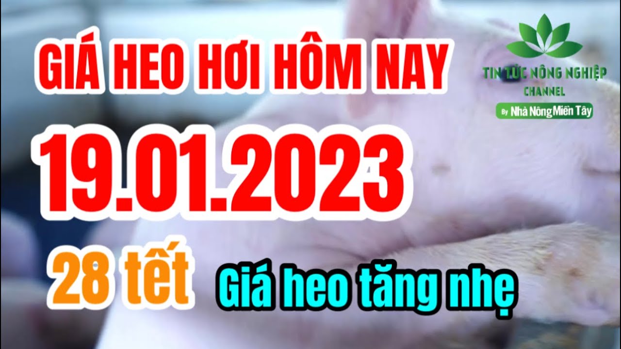 Vietnam live hog prices January 19, 2023