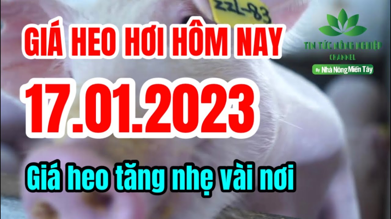 Vietnam live hog prices January 17, 2023