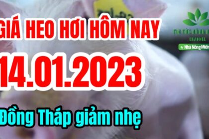 Vietnam live hog prices January 14, 2023
