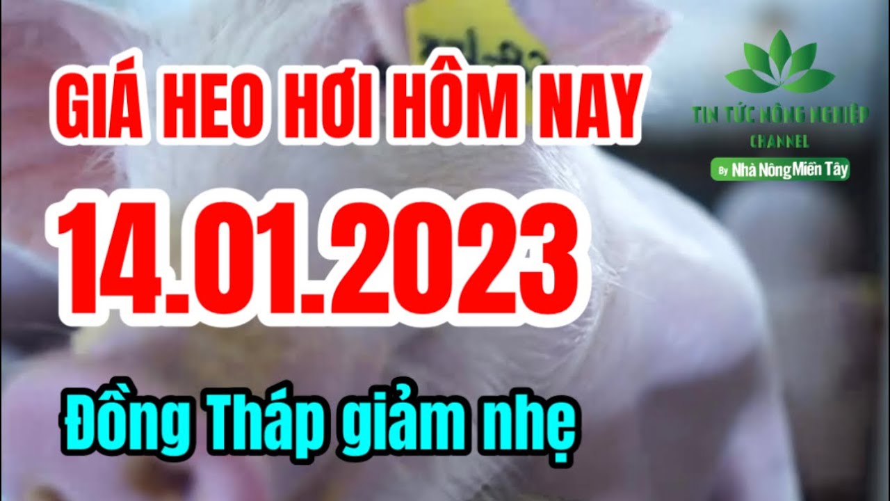 Vietnam live hog prices January 14, 2023