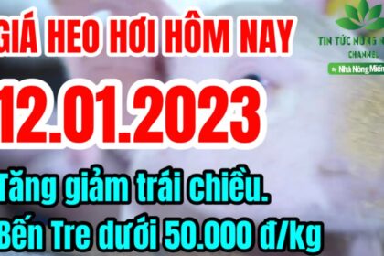 Vietnam live hog prices January 12, 2023