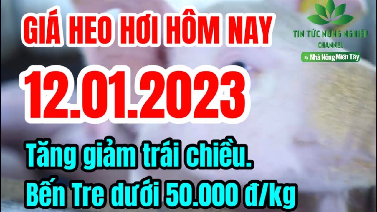 Vietnam live hog prices January 12, 2023