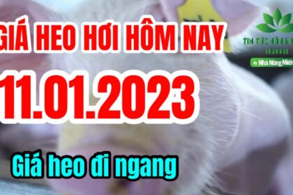 Vietnam live hog prices January 11, 2023