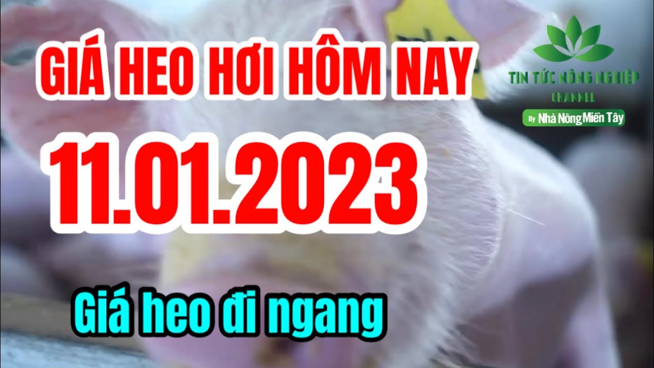 Vietnam live hog prices January 11, 2023