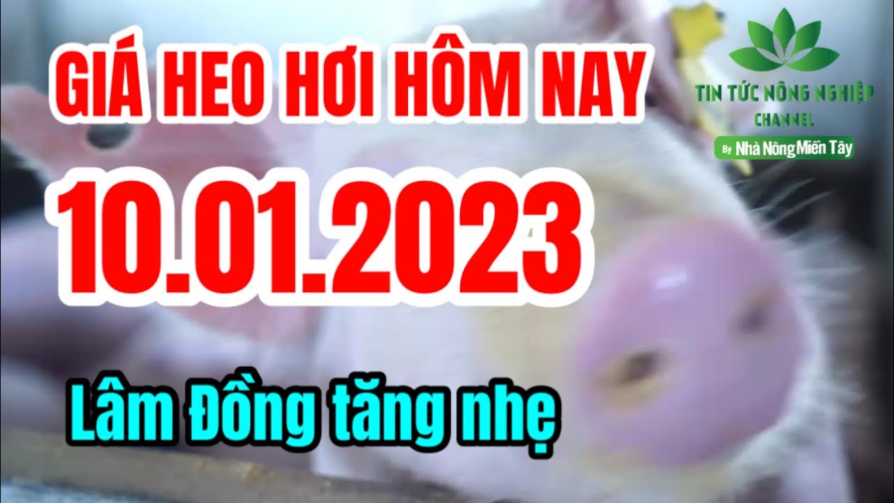 Vietnam live hog prices January 10, 2023