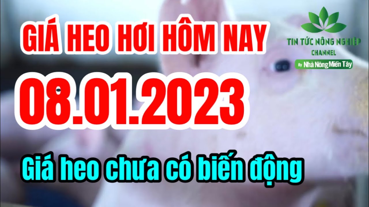 Vietnam live hog prices January 8, 2023