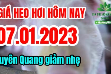 Vietnam live hog prices January 7, 2023