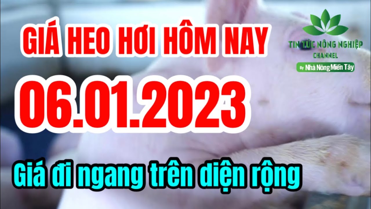 Vietnam live hog prices January 6, 2023