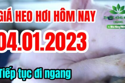 Vietnam live hog prices January 4, 2023