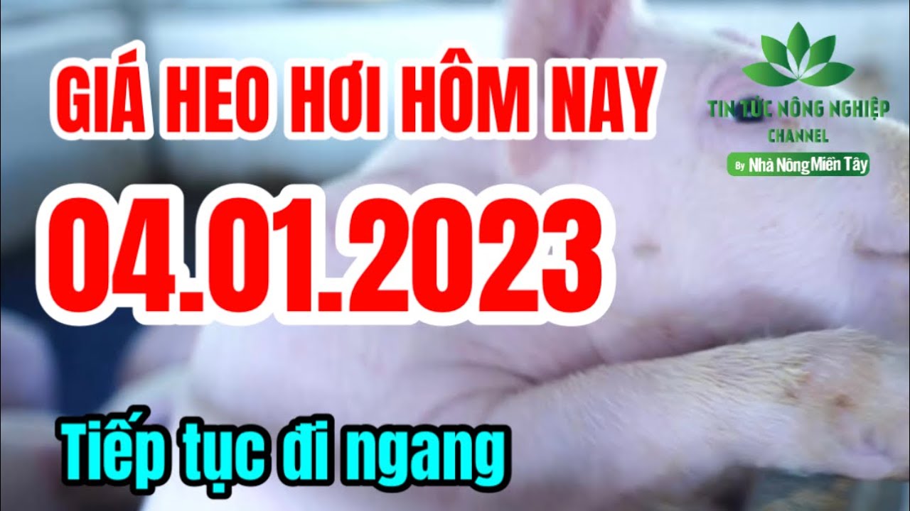 Vietnam live hog prices January 4, 2023