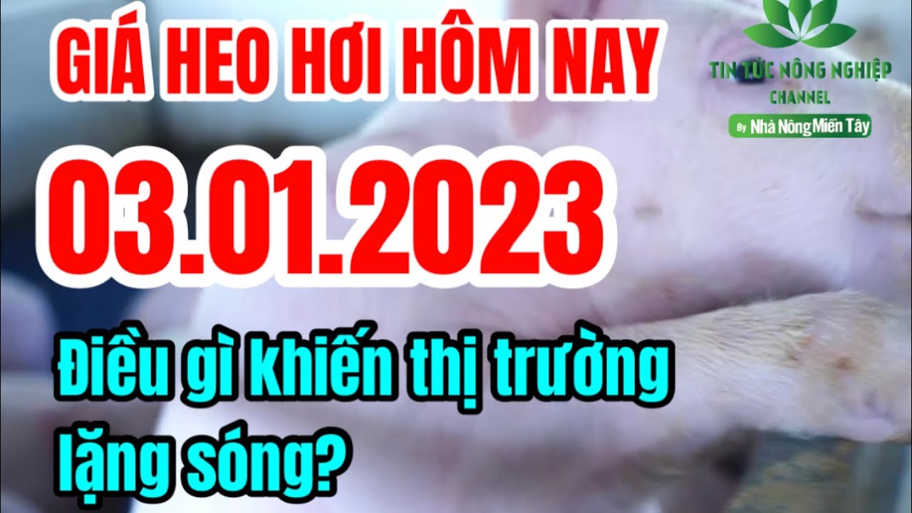 Vietnam live hog prices January 3, 2023