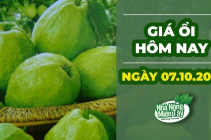 market prices and guava price October 7, 2022