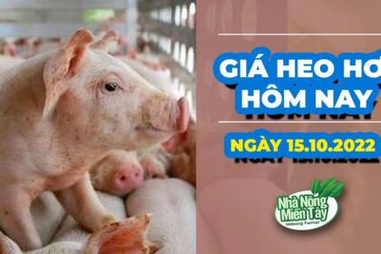 Vietnam live hog prices October 15, 2022