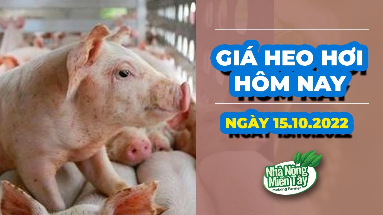 Vietnam live hog prices October 15, 2022