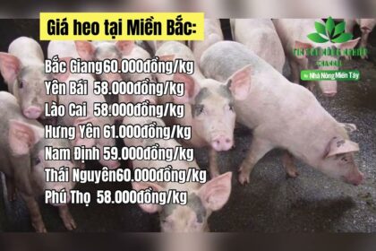Vietnam live hog prices October 14, 2022