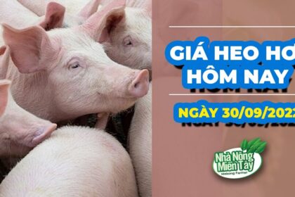 Vietnam live hog prices September 30, 2022