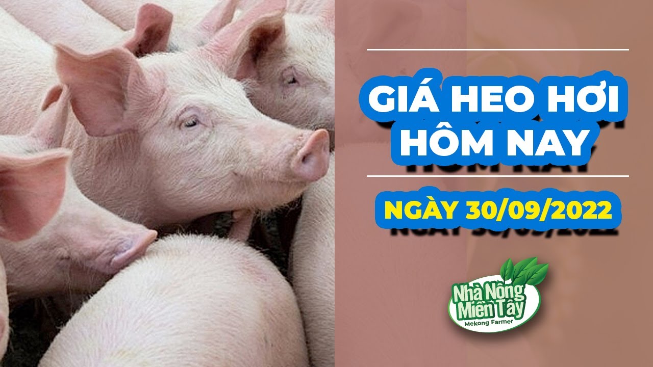 Vietnam live hog prices September 30, 2022
