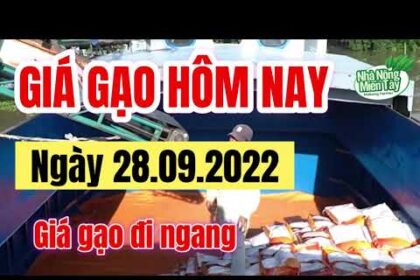 rice and paddy prices today