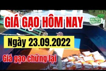 rice and paddy prices today