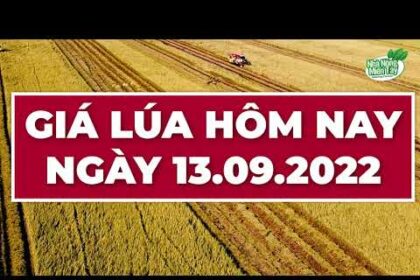 rice and paddy prices today