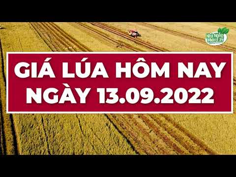 rice and paddy prices today