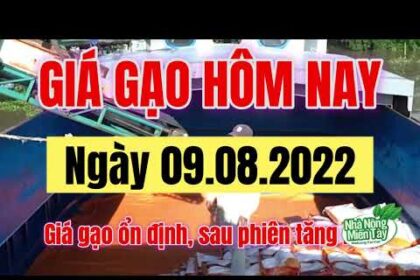 rice and paddy prices today