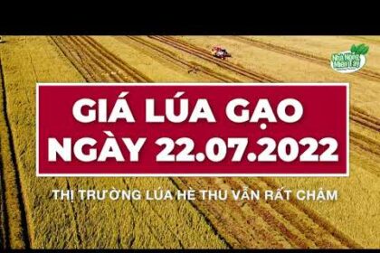 rice and paddy prices today