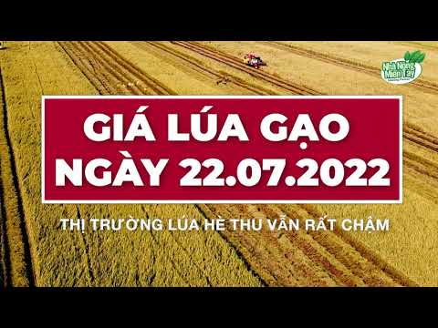rice and paddy prices today