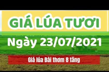 rice and paddy prices today