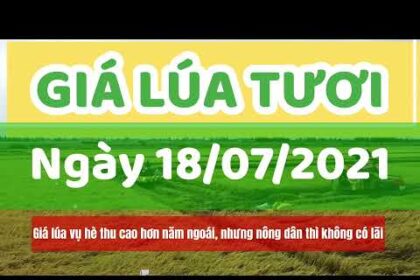 rice and paddy prices today