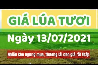 rice and paddy prices today