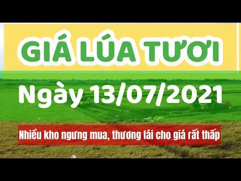 rice and paddy prices today