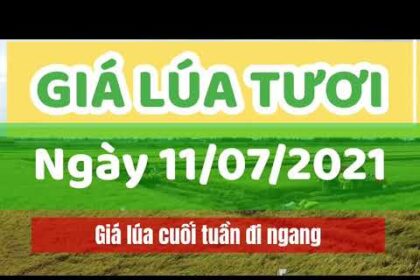 rice and paddy prices today
