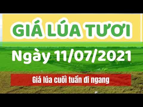 rice and paddy prices today
