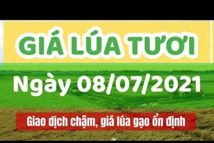 rice and paddy prices today